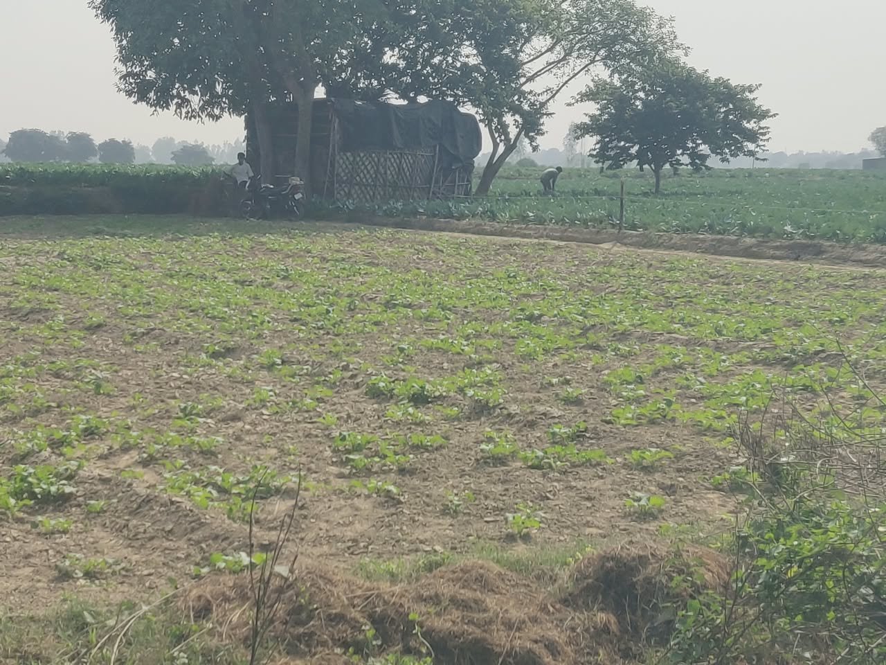 बिलग्राम में आलू की खेती से किसानों का मोहभंग, सरसों और मटर की बुआई बढ़ी
